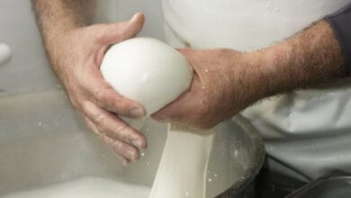 mozzarella di bufala