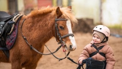 Giornata del Cavallo Natalizia