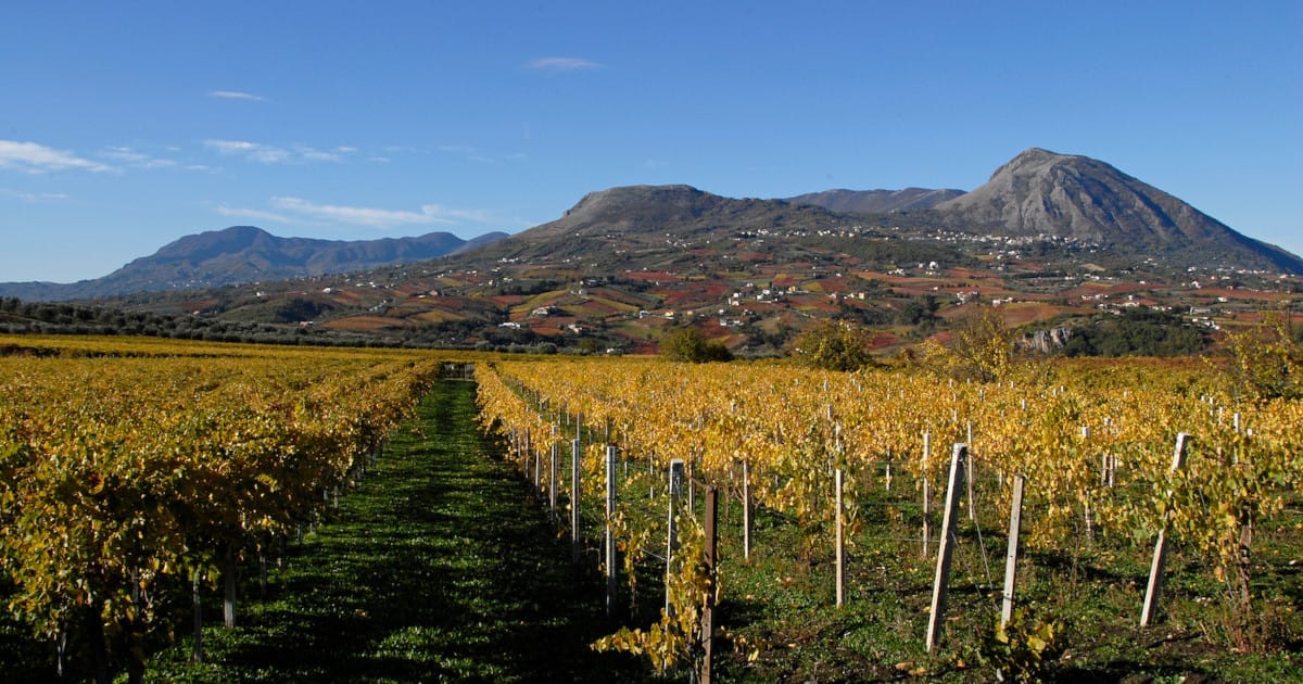 vigneto nel Sannio